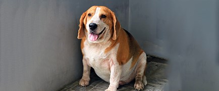 Overweight dog panel image