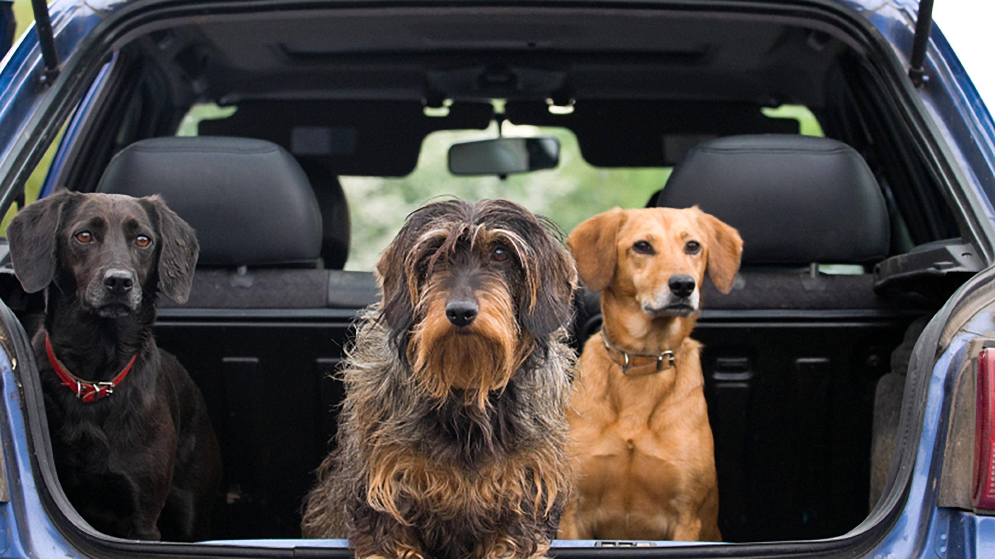 dogs sat in back of car