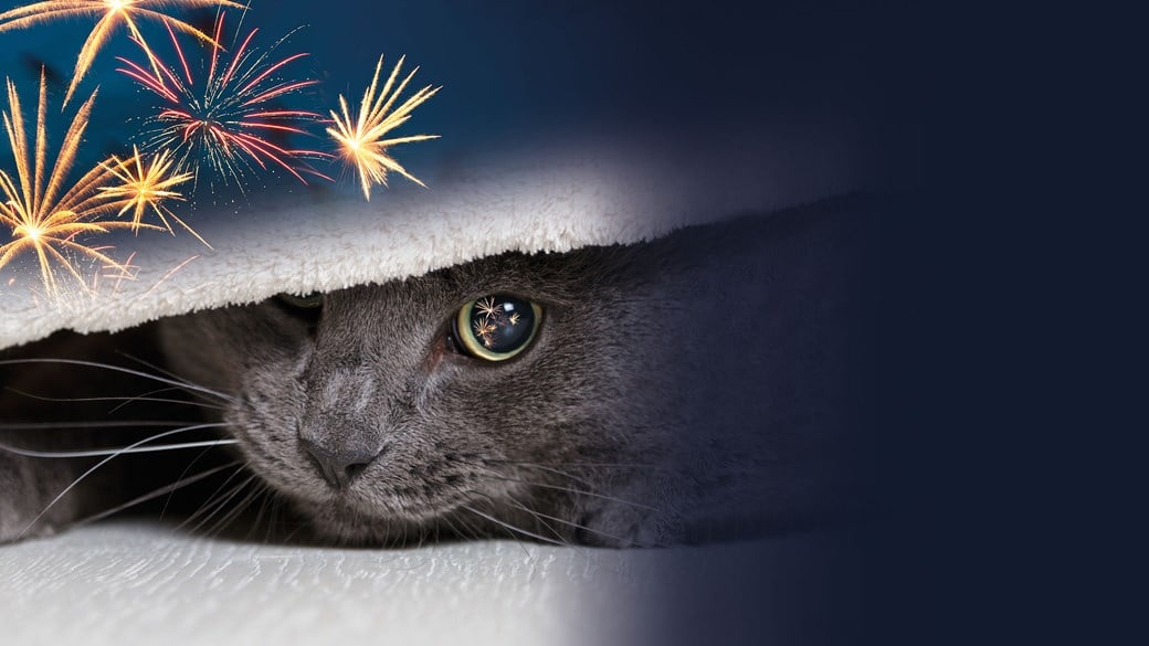 Firework cat image