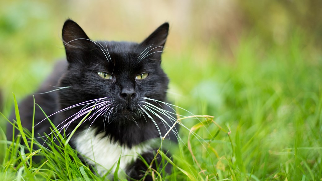 black cat in grass