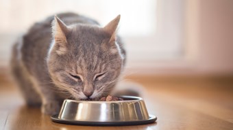 cat eating out of food bowl