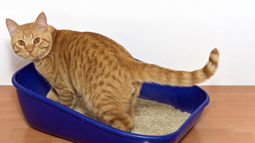 cat in litter tray