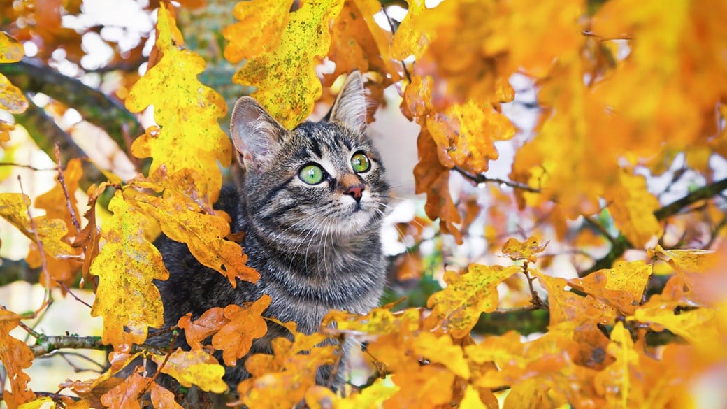 cat outside in autumn leaves