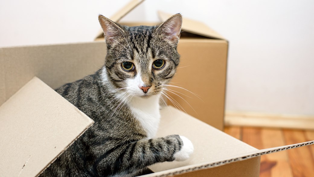 kitten in cardboard box