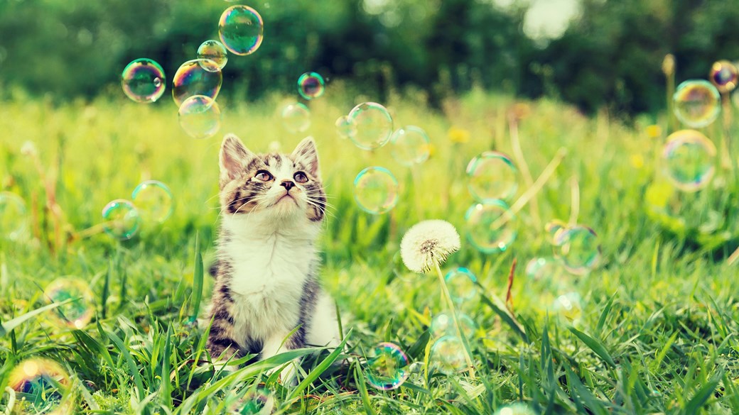 kitten in field with bubbles