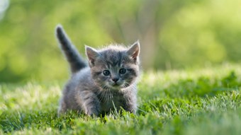 tiny kitten in field