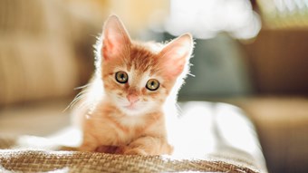 tiny kitten in sunlight