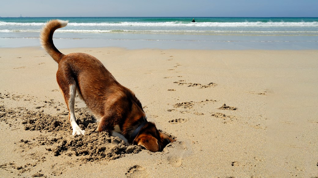 dog digging on beach summer