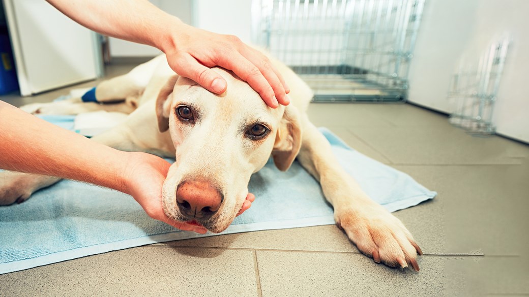 Protect Your Pet With Preventive Care | Pet Advice | Companion Care