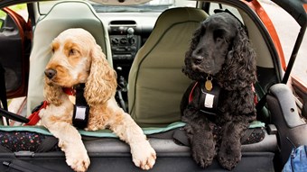 dogs in back of car