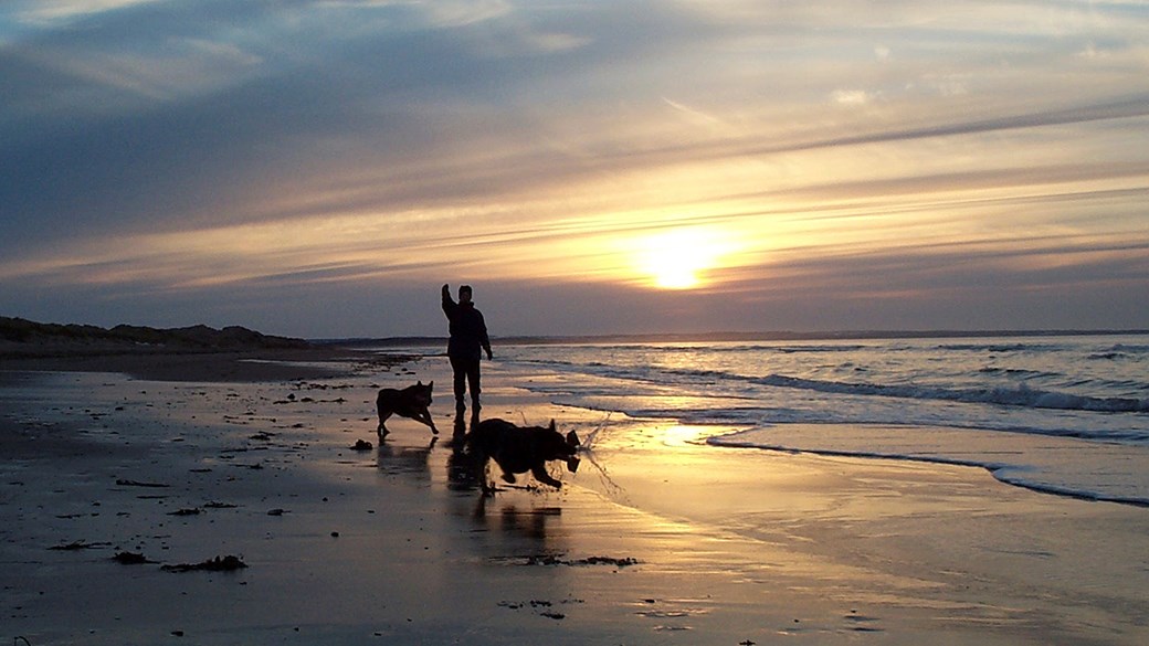 dogs walking silhouette on beach