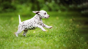 dalmation puppy running through field