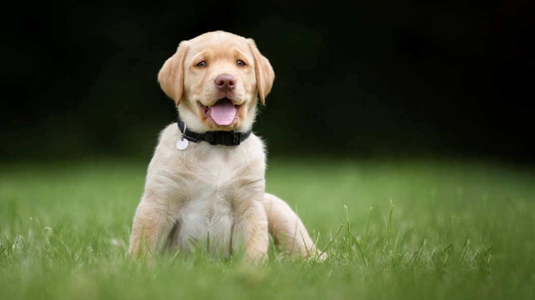 labrador puppy sat in field