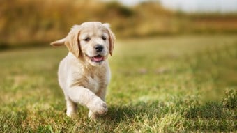 puppy running playing