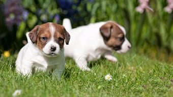 two puppies playing outside in grass