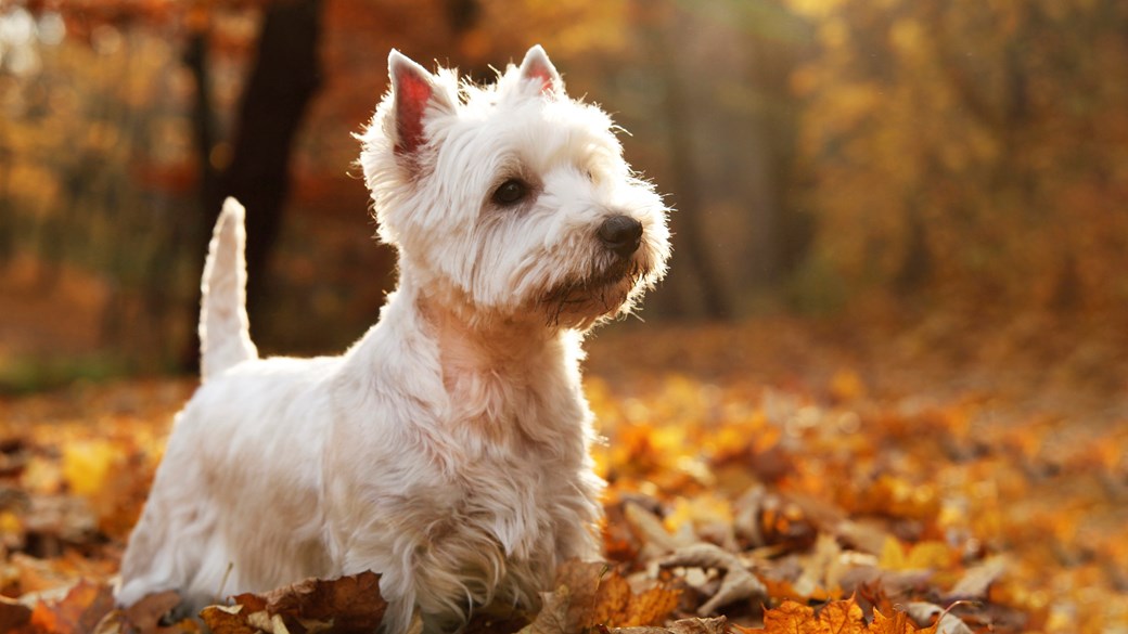 scottie dog in autumn forest