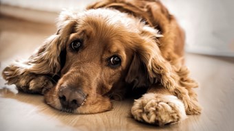 spaniel dog lying on floor