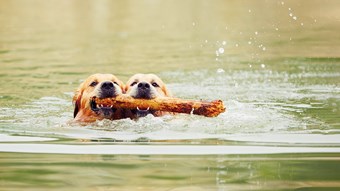 two dogs swimming with sticks