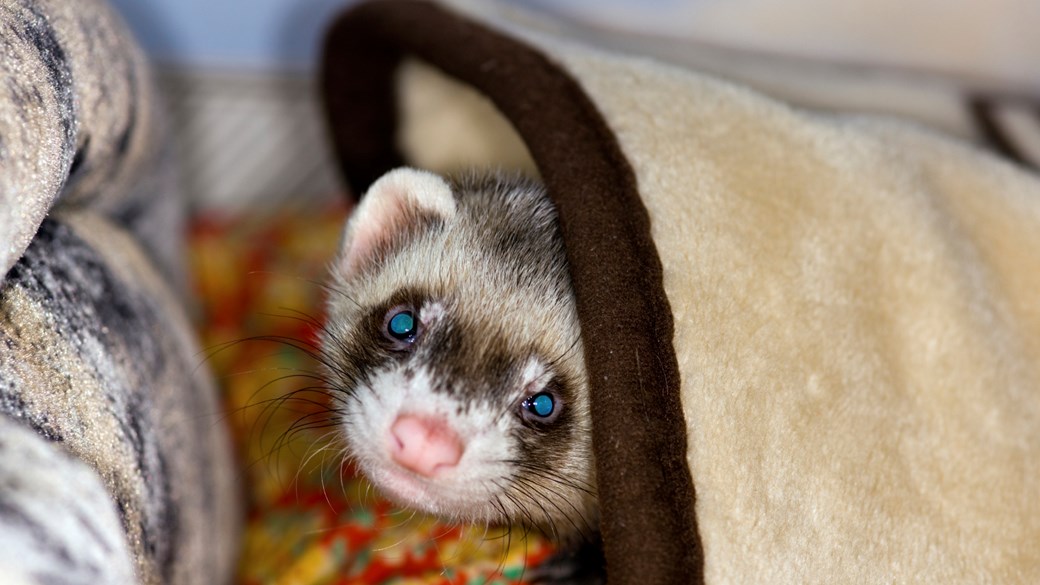 ferret in home