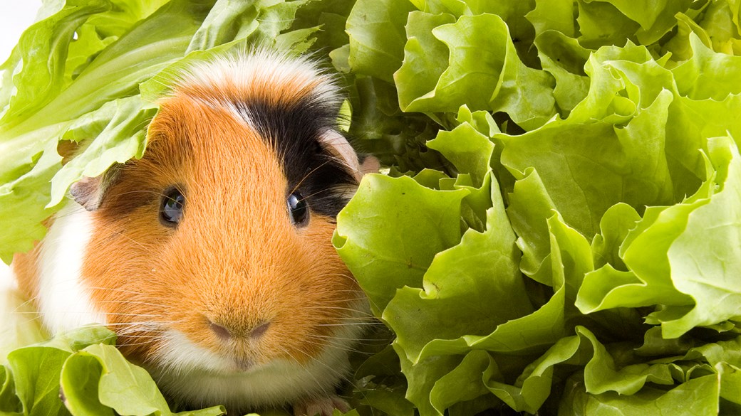 guinea pig food diet