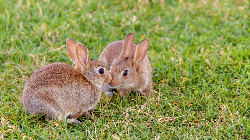 two rabbits playing