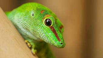 green Reptile close up