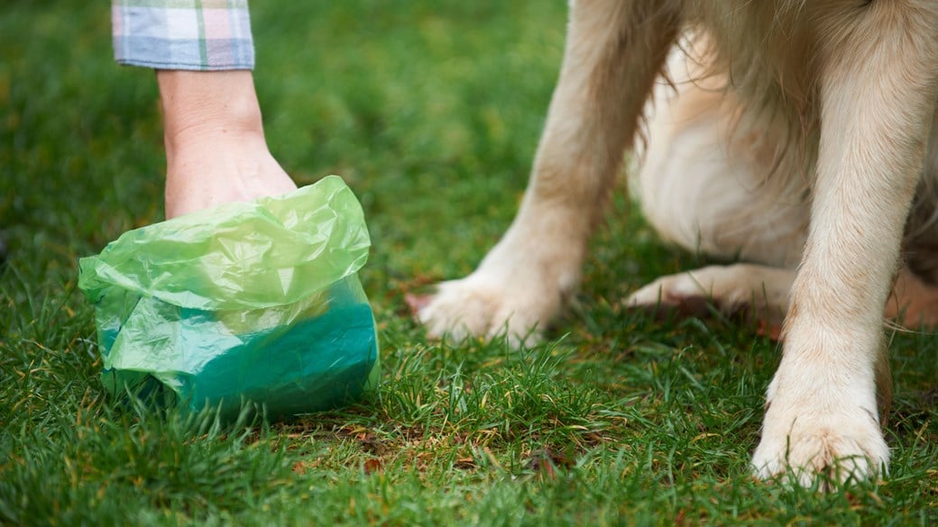 picking-up-dog-poop-with-green-bag-next-to-dog-on-grass
