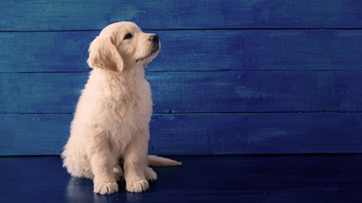 Puppy on blue background