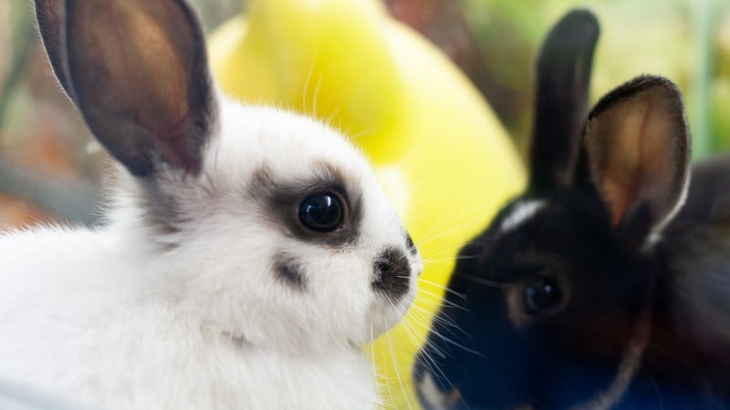 two rabbits_2