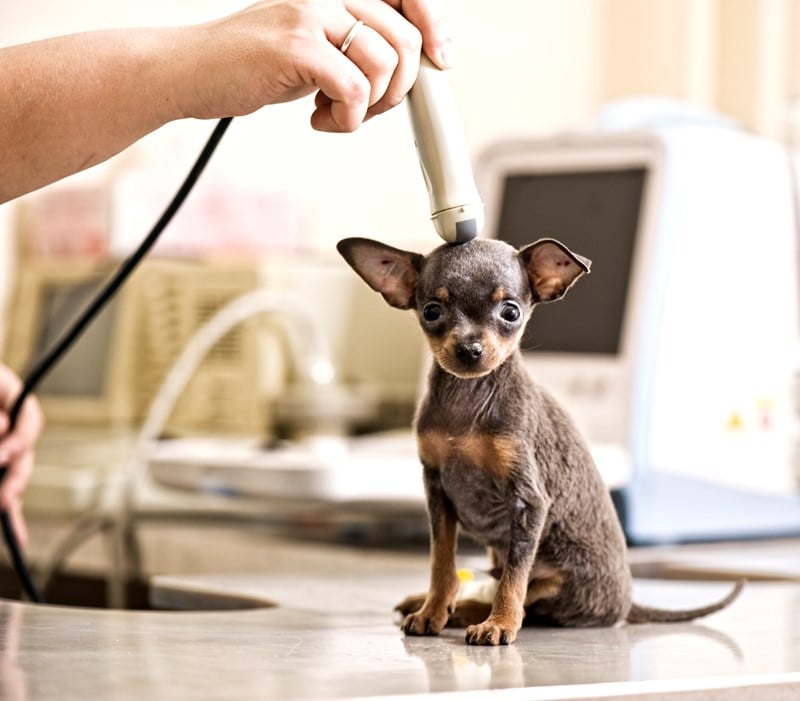 Ultrasound on small dog