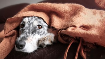 dog hiding under blanket looking scared