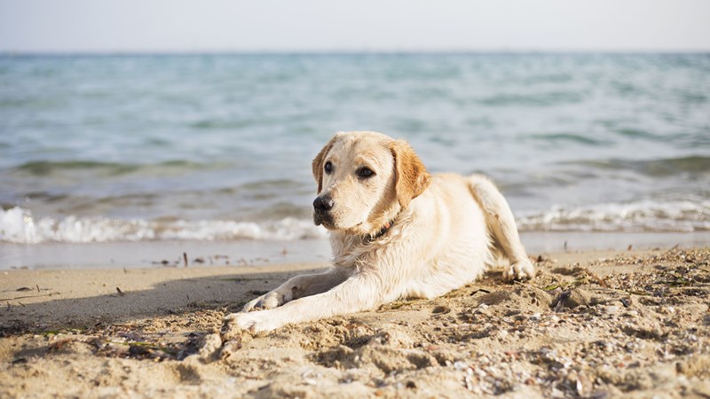 Dog on beach-1