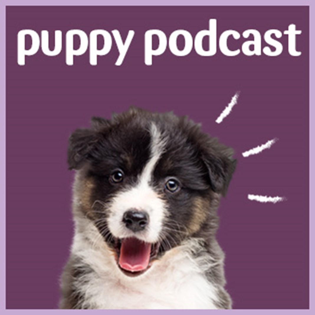 Puppy podcast with text
