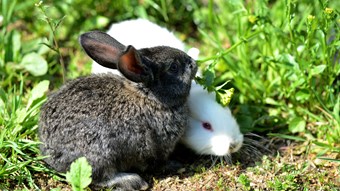 Rabbit garden spring-1