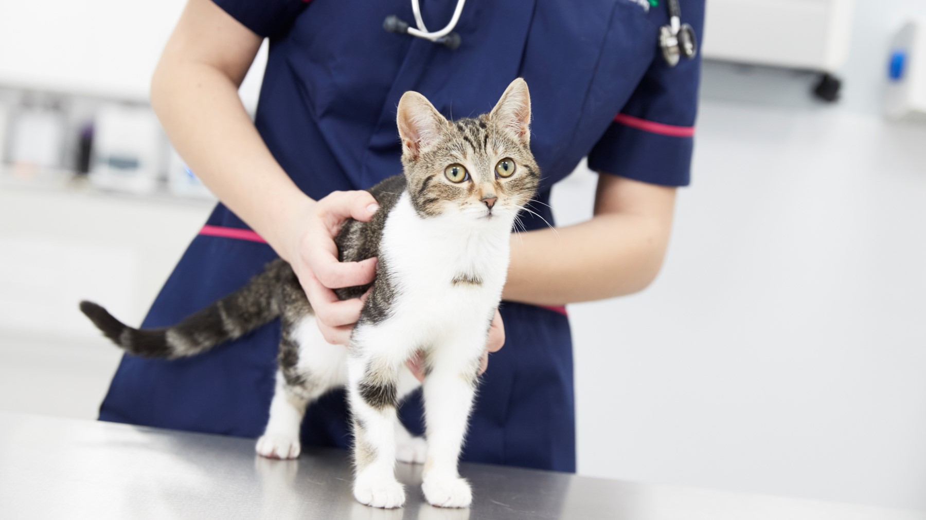 Cat with nurse in practice
