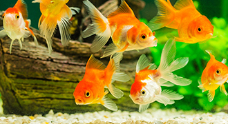 The Right Food for Fish | Fish Feeding Guide | Vets4Pets