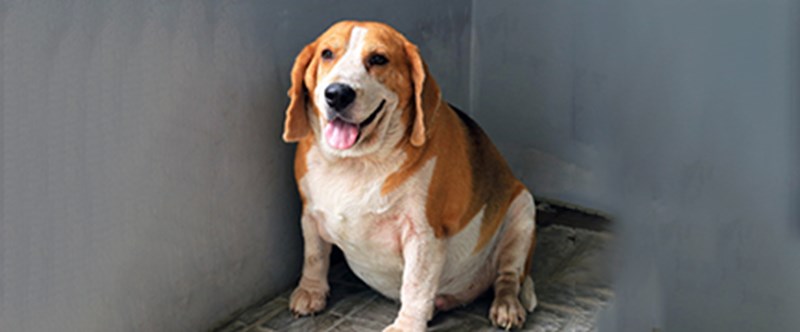 Overweight dog panel image