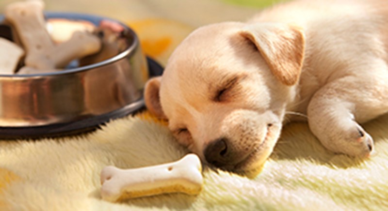 puppy with food 330x180