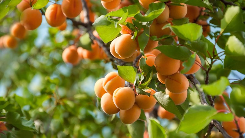 Apricot plant