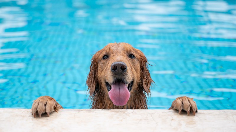 Dog swimming pool 169