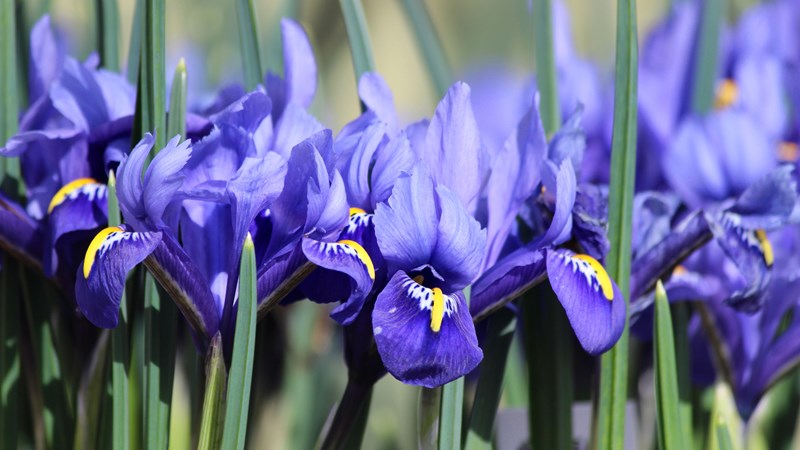 Iris Plant