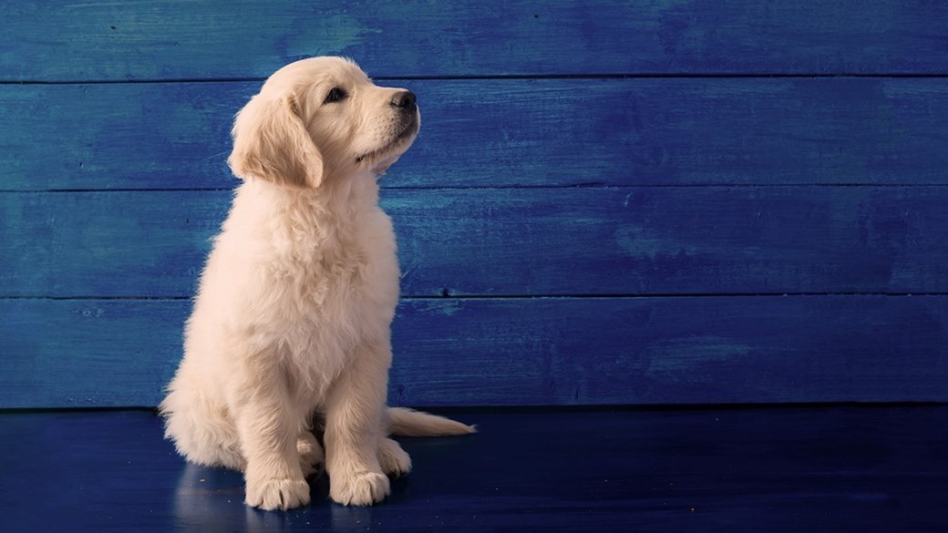 puppy-on-blue-background