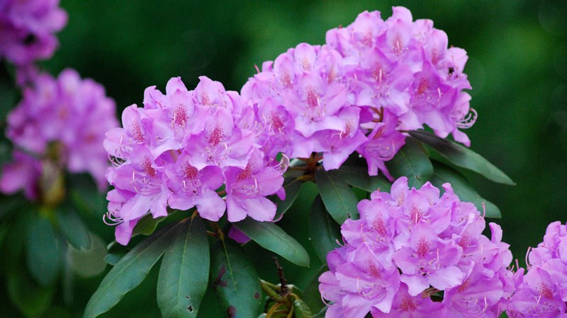 Rhododendron Plant