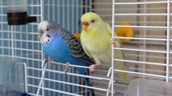birds inside cage door