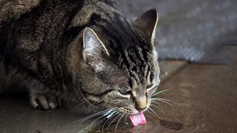 Cat Drinking Antifreeze