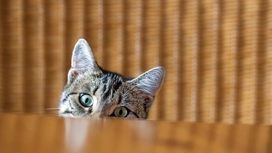 cat hiding behind table