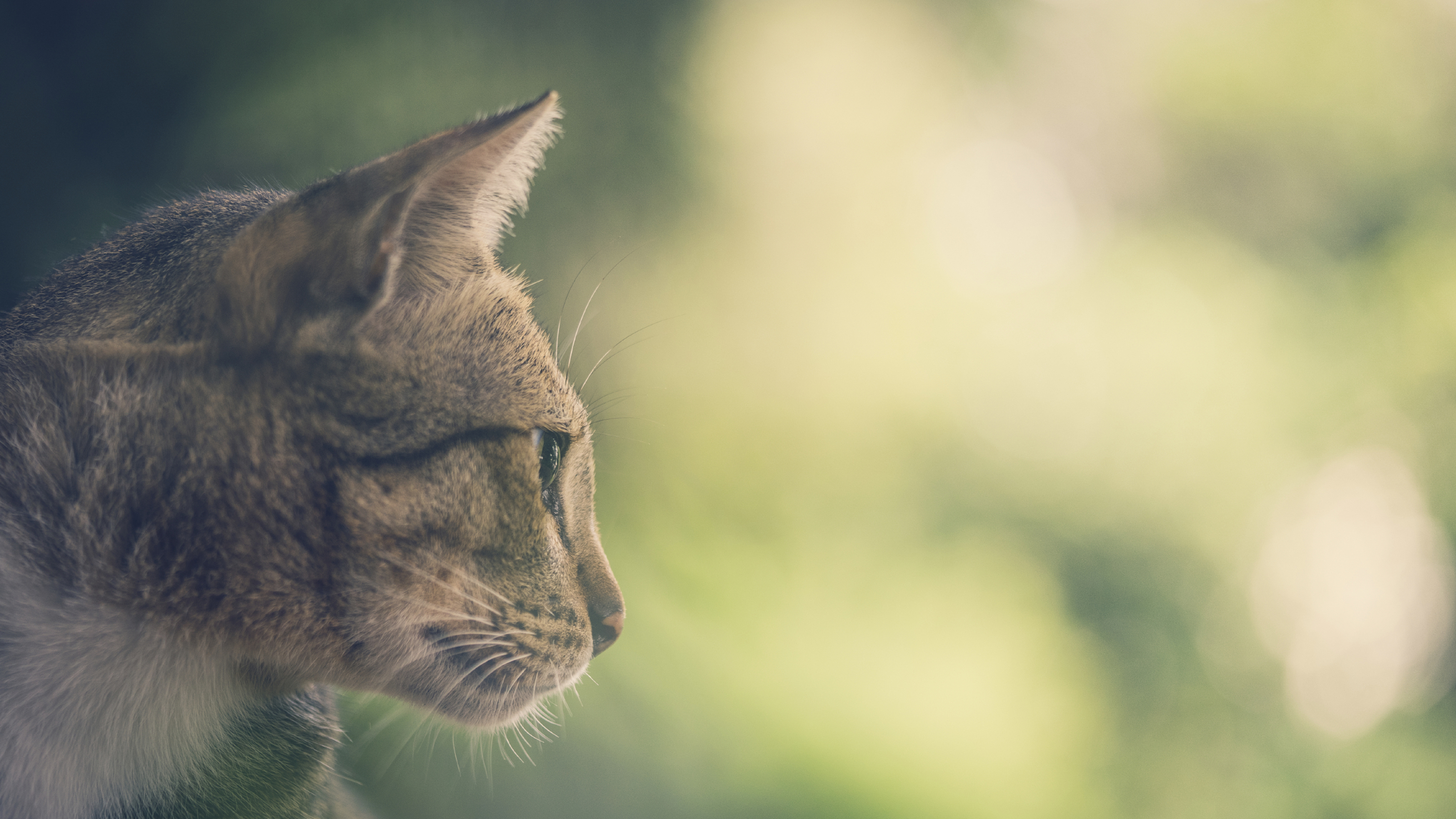 Cat Toxoplasmosis Advice & Care