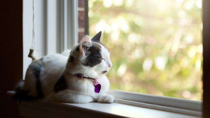 cat looking out of window