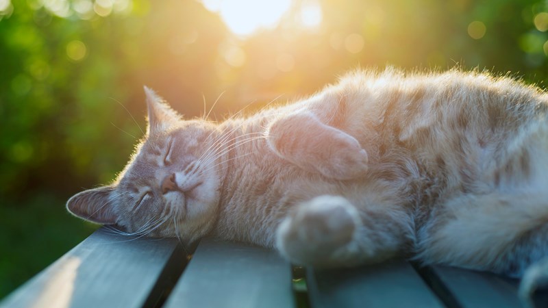 cat lying down on bench in sun