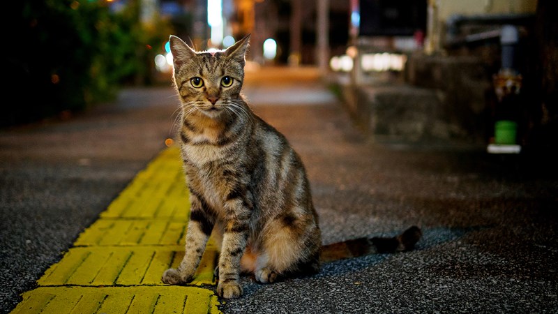 cat onside of busy road night